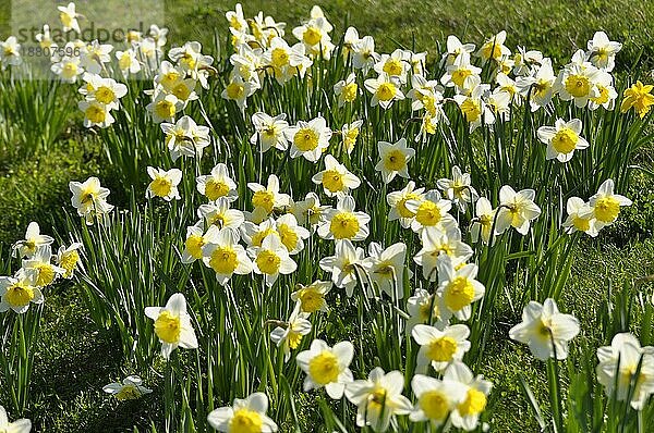 Narzissen blühend im Frühling in der Wiese  Gelbe Narzisse  Osterglocke  Osterglöckchen  Falscher Narzissus (Narcissus pseudonarcissus)  Trompeten-Narzisse  Märzenbecher