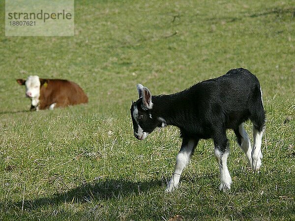 Ziegen schwarz-weiß und Kuh auf der Weide