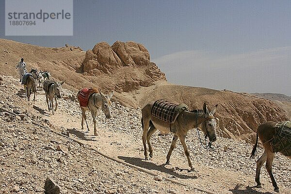 Esel im Gänsemarsch auf dem Weg vom Tal der Könige Richtung Medinet Habu Tempel  Ägypten  Afrika