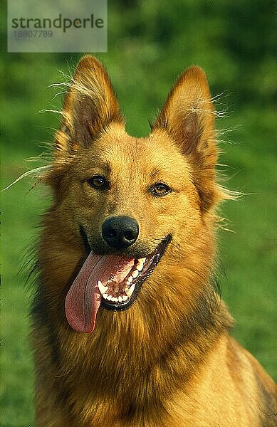 Mischlingshund  rüde  Porträt