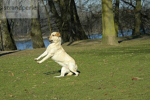 Labrador Retriever  jumping  Spaß  Freude  Bewegung  motion  action  springen  dog  dogs  hound  Hunde (canis lupus familiaris)  domestic animals  pets  Haustiere