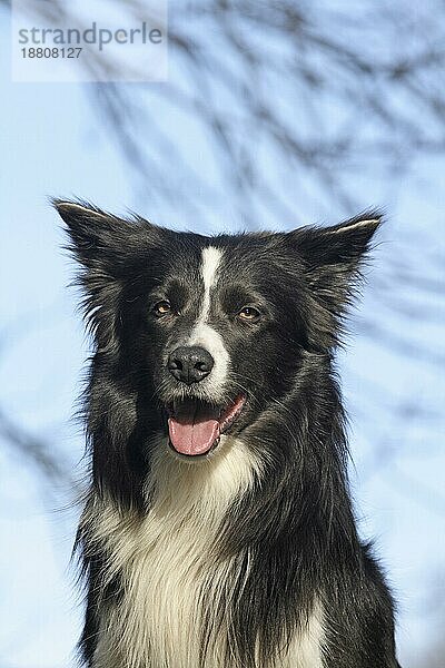 Border Collie Porträt  Kopfaufnahme  im Hintergrund blaür Himmel  FCI  Standard Nr. 297