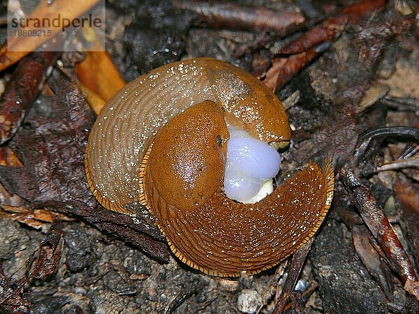 Rote Nacktschnecke  Paarung