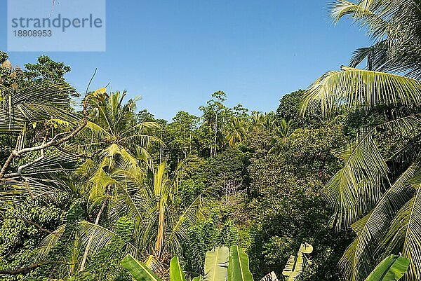 Unawatuna Hinterhof  Blick auf die Dschungelseite. Blick auf den Rumassala Hügel in Unawatuna mit seiner erstaunlichen Vegetation. Alle Arten von Bäumen und Pflanzen umgeben das Dorf im Süden Sri Lankas