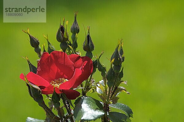 Einfach blühende rote Rose  Rosengarten in Oberderdingen