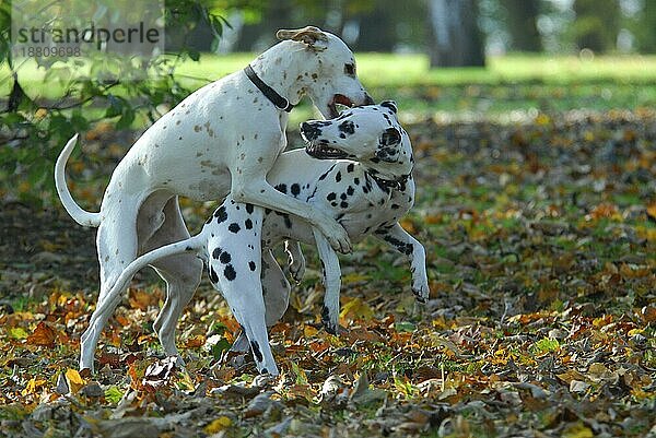 2  zwei Dalmatiner beim Spielen  FCI-Standard Nr. 153  6. 3  und einer Fehlfabe lemon  two dalmatians playing