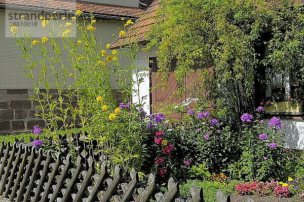 Nord  Schwarzwald Bauerngarten mit Blumen  Baden  Württemberg  Schwarzwald