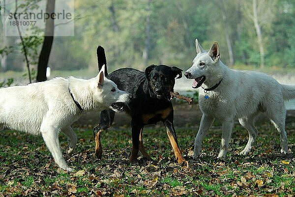 Zwei Weiße Schweizer Schäferhunde (Berger Blanc Suisse) und ein schwarzer Mischlingshund spielen zusammen  FCI-Standard Nr. 347 (vorläufig)  two White Swiss Shepherd Dogs and a black mixed breed dog play together  alte Rassebezeichnung Amerikanisch C