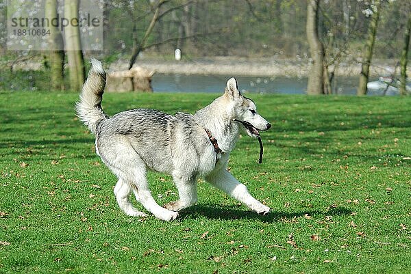 Junger Alaskan Malamute  4  5 Monate alt  Hündin  läuft mit einem Stöckchen im Maul über eine Wiese  FCI-Standard Nr. 243  young Alaskan Malamute  5 months old  female  running with a stick in the mouth across a meadow (canis lupus familiaris)