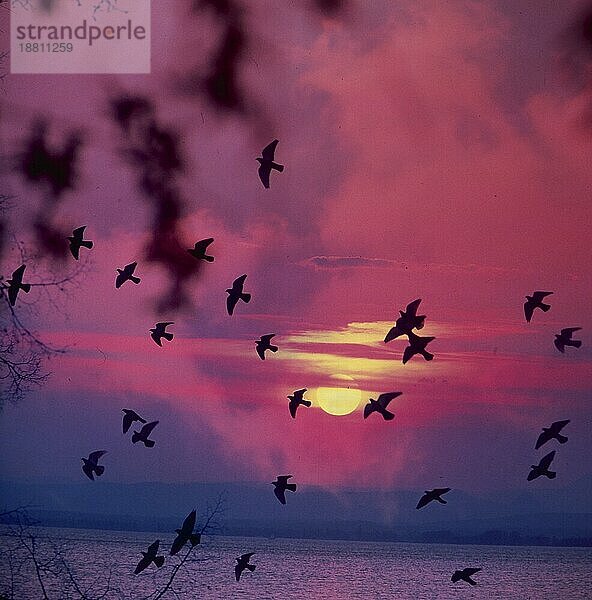 Vogelschwarm im Sonnenuntergang