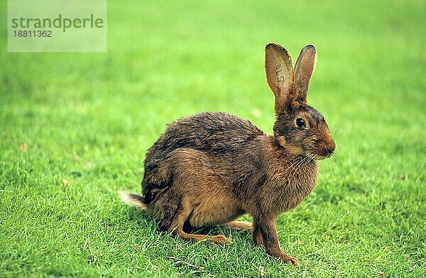 Hasenkaninchen