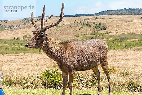 Große Herden von Sambarhirschen durchstreifen den Horton Plains National Park  wo er das häufigste große Säugetier ist