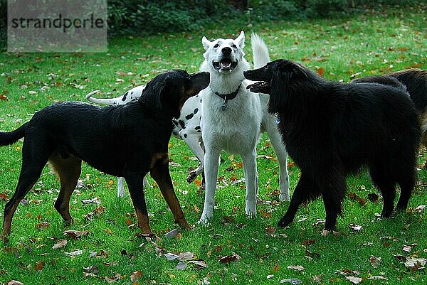 Weißer Schweizer Schäferhund (canis lupus familiaris) (Berger Blanc Suisse)  schwarzer Mischlingshund und Groenendael begrüßen sich  White Swiss Shepherd Dog  black mixed breed dog and Groenendael  greeting each other