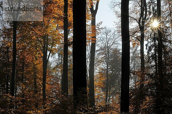 Maulbronn  Laubwald im Herbst  Sonne mit Strahlen im Gegenlicht