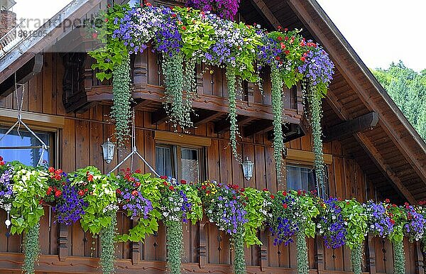 Baden-Württemberg  Schwarzwald Schwarzwaldhaus  Balkon mit verschiedenen Blumen  Holzhaus