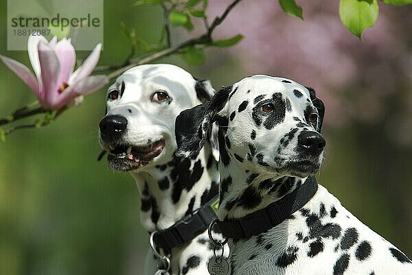 2  zwei Dalmatiner  Porträt mit Magnolienblüte  FCI-Standard Nr. 153  6. 3  two dalmatian  portrait with blossoms of magnolia