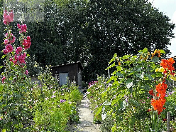 Bauerngarten  Wochenendgrundstück verschiedene Staudenblumen im Garten blühend  Datscha  verschiedene Staudenblumen im Garten blühend
