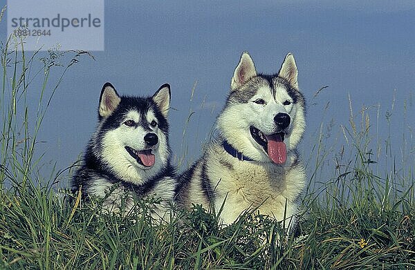 2 zwei Siberian Husky  Nordische Schlittenhunde  FCI  Standard Nr. 270