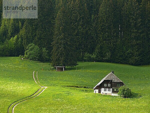 Schwarzwaldhof in freier Wiese  Waldrand  Blumen  reine Natur. Offenhaltung der Landschaft