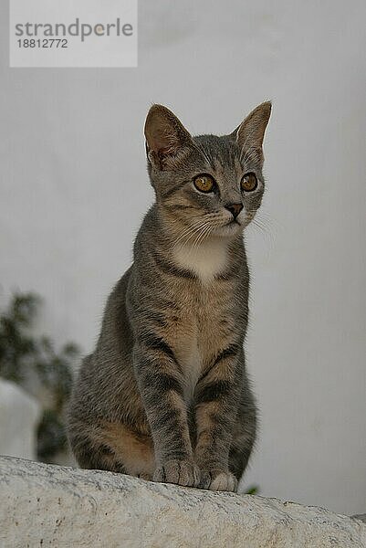 Junges Hauskätzchen  Blau Tortie Tabby und Weiß  sitzt auf einer Treppenstufe  Dodekanes  Griechenland  kitten  Blue Tortie Tabby and White  sitting on a step  Greece  Dodecanese Island  Non-pedigree Shorthair (felis silvestris) forma catus  domesticus  Europa