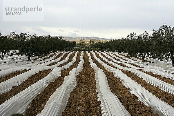 Mit Palstikplanen abgedeckte Felder in der Nähe von Sbeitla Anfang März  Tunesien  Afrika