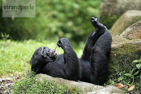 Schimpanse (Pan troglodytes troglodytes)  Adult  männlich  liegend  ruhend Chimpanzee  Pan troglodytes troglodytes Chimpanzee  male  lying  resting  relaxing Chimpanzee  ap