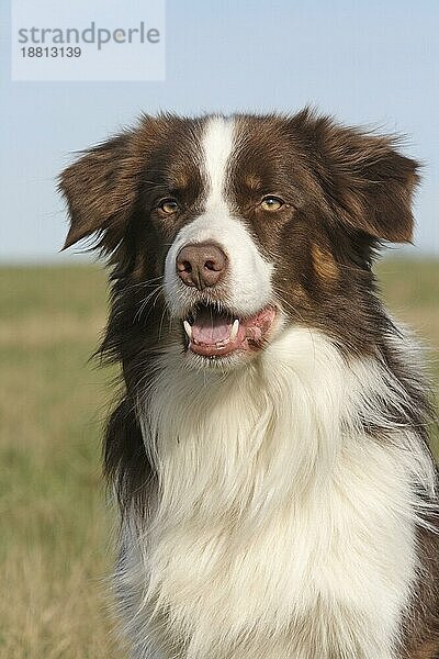 Border Collie Porträt Aufnahme  Kopfaufnahme  Hintergrund blaür Himmel  FCI  Standard Nr. 297