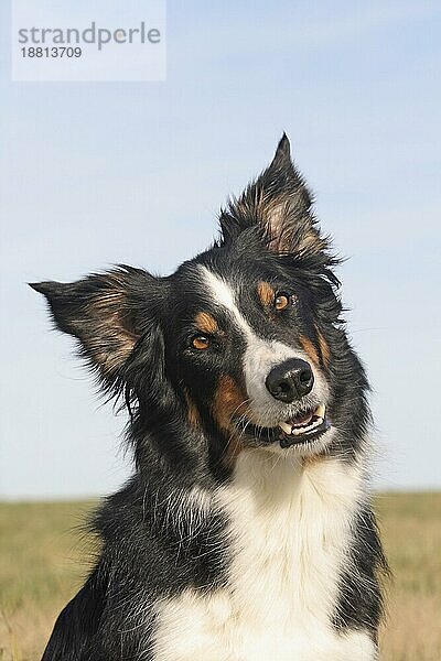 Border Collie Porträt  Kopfaufnahme  Hintergrund blaür Himmel  FCI  Standard Nr. 297