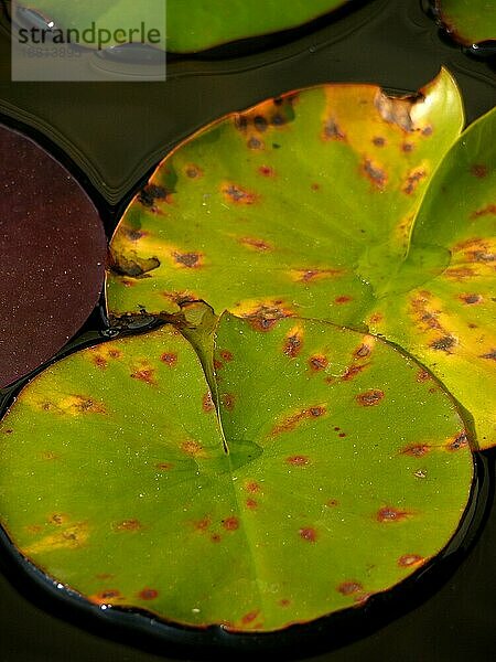 Seerosenblätter (Nymphaea)
