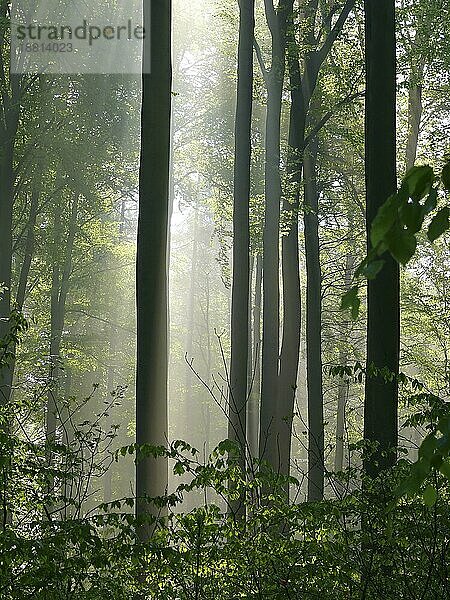 Laubwald im Frühling  Nebel im Wald  Sonnenstrahlen im Wald