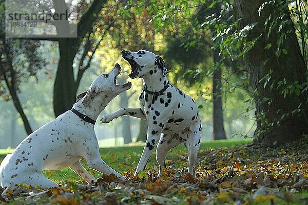 2  zwei Dalmatiner beim Spielen  FCI-Standard Nr. 153  6. 3  und einer Fehlfabe lemon  two dalmatians playing