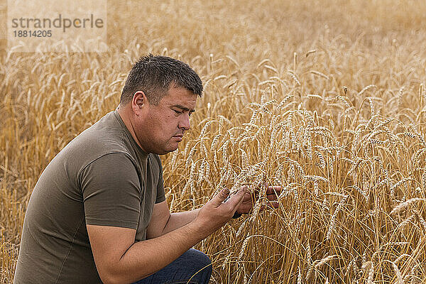 Bauer untersucht Getreide  das auf einer Weizenfarm kauert