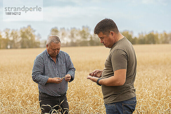 Vater und Sohn untersuchen Weizen auf dem Bauernhof