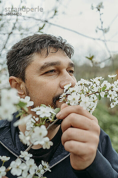 Betrachtender Mann  der weiße Kirschblüten riecht