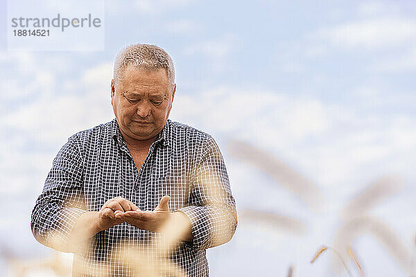 Mann untersucht Weizenkörner auf dem Bauernhof
