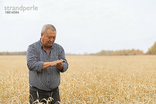 Älterer Bauer untersucht Weizen auf dem Bauernhof