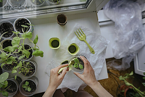 Hands of woman with spatula gardening at home