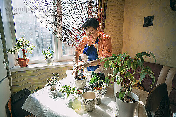 Ältere Frau bereitet Topf zum Pflanzen von Setzlingen auf dem Tisch vor
