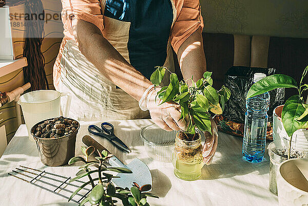Ältere Frau pflanzt zu Hause auf dem Tisch