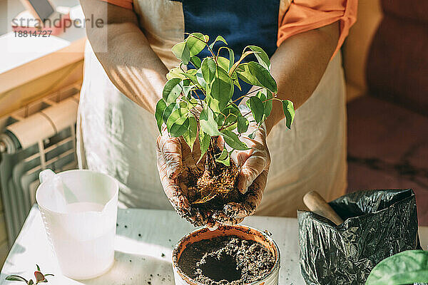 Senior woman planting sapling in pot at home