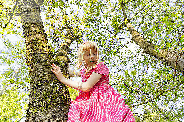 Mädchen klettert auf Baum im Park