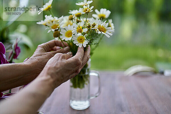 Hände einer älteren Frau  die zu Hause Gänseblümchen in einer Vase berührt