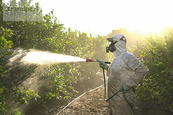 Landarbeiter versprüht bei Sonnenaufgang Pestizide