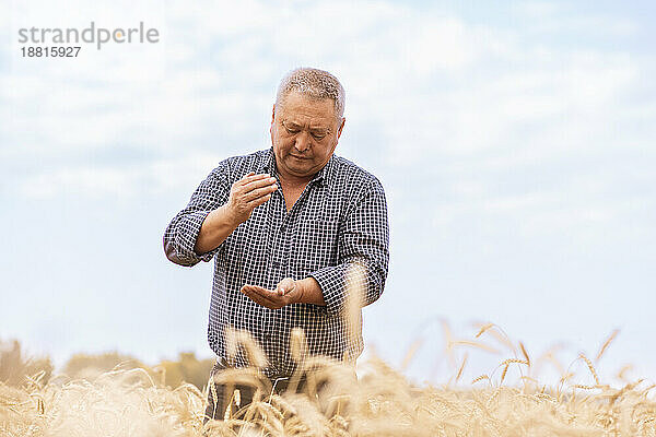 Älterer Bauer überprüft Weizen auf dem Bauernhof