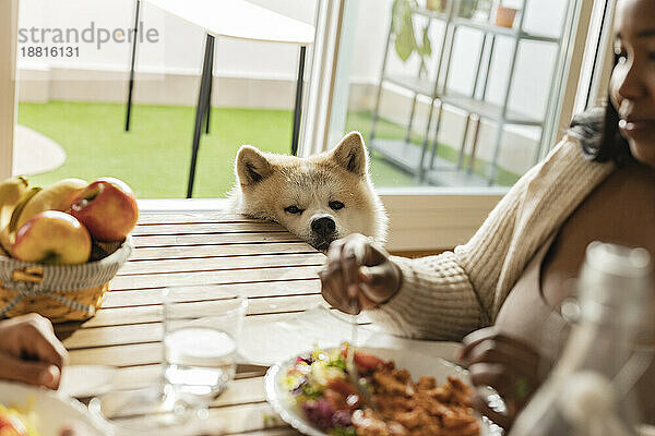 Hund schaut Frau beim Frühstück am Esstisch an