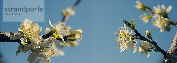 Frische schöne Blüte eines Pflaumenbaums Nahaufnahme an einem sonnigen Tag  saisonale Natur Hintergrund