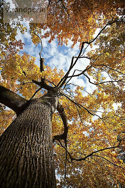 Baum in Herbstfarben an einem sonnigen Tag