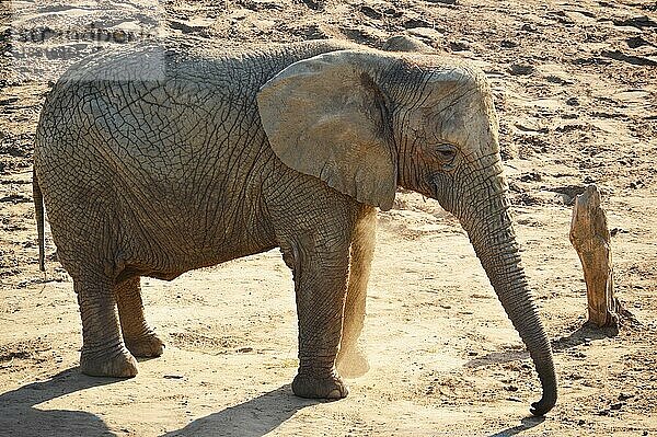 Afrikanischer Elefant in natürlicher Umgebung