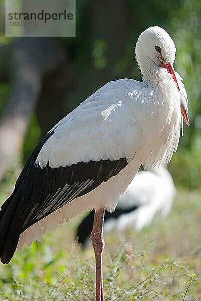 Ein Weißstorch in der Natur