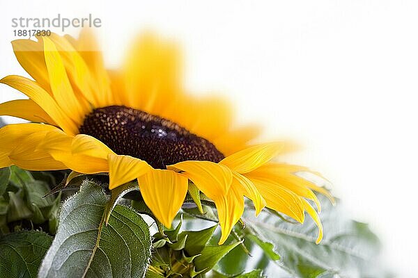 Studioaufnahme Sonnenblume (Helianthus annuus) freigestellt vor weißem Hintergrund
